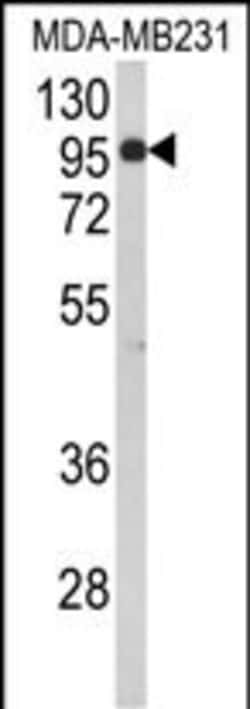 Invitrogen BAHD1 Polyclonal Antibody 400 &mu;L; Unconjugated:Antibodies,