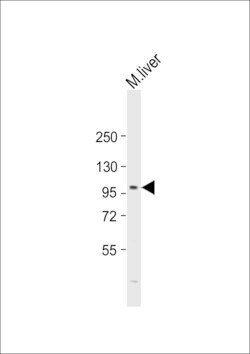 Invitrogen PROX1 Polyclonal Antibody 400 &mu;L; Unconjugated:Antibodies,