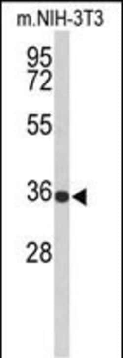 Invitrogen SLC25A17 Polyclonal Antibody 400 &mu;L; Unconjugated:Anticorps,