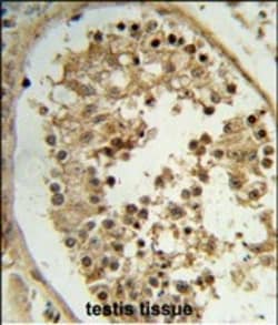 Invitrogen ELOVL2 Polyclonal Antibody 400 &mu;L; Unconjugated:Antibodies,