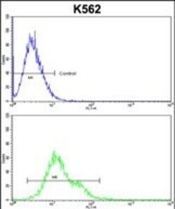 Invitrogen PLCB2 Polyclonal Antibody 400 &mu;L; Unconjugated:Antibodies,