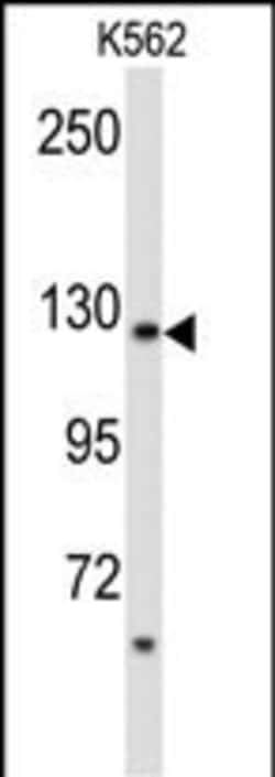 Invitrogen PLCB2 Polyclonal Antibody 400 &mu;L; Unconjugated:Antibodies,