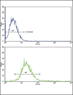 Invitrogen RECK Polyclonal Antibody 400 &mu;L; Unconjugated:Antibodies,