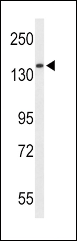 Invitrogen RECK Polyclonal Antibody 400 &mu;L; Unconjugated:Antibodies,