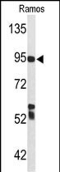 Invitrogen C7 Polyclonal Antibody 400 &mu;L | Buy Online | Invitrogen&trade; | Fisher Scientific