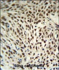 Invitrogen SNRPD3 Polyclonal Antibody 400 μL; Unconjugated:Antibodies,