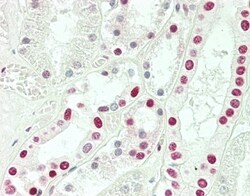 Invitrogen SNRPD3 Polyclonal Antibody 400 μL; Unconjugated:Antibodies,