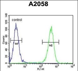 Invitrogen GFPT2 Polyclonal Antibody 400 &mu;L; Unconjugated:Antibodies,