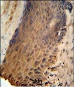 Invitrogen GFPT2 Polyclonal Antibody 400 &mu;L; Unconjugated:Antibodies,