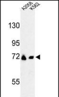 Invitrogen GFPT2 Polyclonal Antibody 400 &mu;L; Unconjugated:Antibodies,