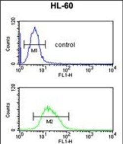 RNaseH2C Polyclonal Antibody:Antibodies, Polyclonal