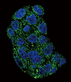 Invitrogen GPX1 Polyclonal Antibody 400 &mu;L; Unconjugated:Antibodies,