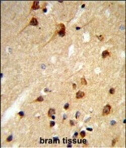 Invitrogen CENPK Polyclonal Antibody 400 &mu;L; Unconjugated:Antibodies,
