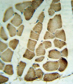 Invitrogen PARVA Polyclonal Antibody 400 &mu;L; Unconjugated:Antibodies,