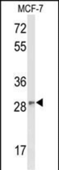 Invitrogen DAGLB Polyclonal Antibody 400 &mu;L; Unconjugated:Antibodies,