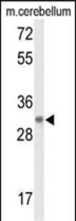 Invitrogen DAGLB Polyclonal Antibody 400 &mu;L; Unconjugated:Antibodies,