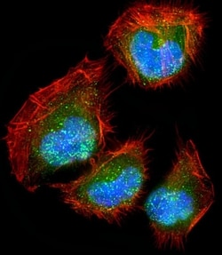 Invitrogen DLL3 Polyclonal Antibody 200 &mu;L; Unconjugated:Antibodies,