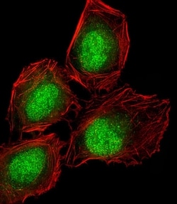 Invitrogen DLL3 Polyclonal Antibody 200 &mu;L; Unconjugated:Antibodies,