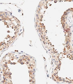Invitrogen DLL3 Polyclonal Antibody 200 &mu;L; Unconjugated:Antibodies,