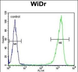 Invitrogen GUSB Polyclonal Antibody 400 &mu;L; Unconjugated:Antibodies,