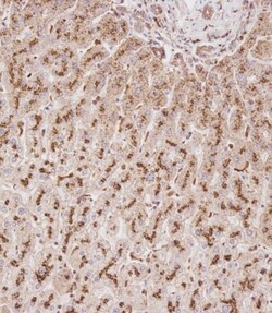 Invitrogen GUSB Polyclonal Antibody 400 &mu;L; Unconjugated:Antibodies,