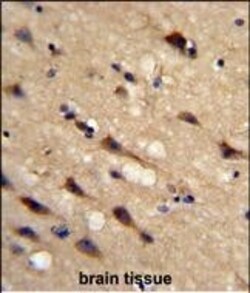 Invitrogen Cyclophilin C Polyclonal Antibody 400 &mu;L; Unconjugated:Antibodies,