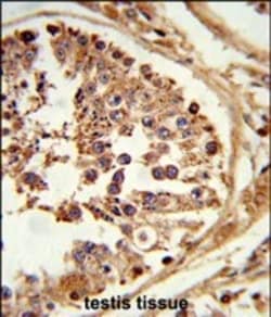 Invitrogen HSL Polyclonal Antibody 400 &mu;L; Unconjugated:Antibodies,