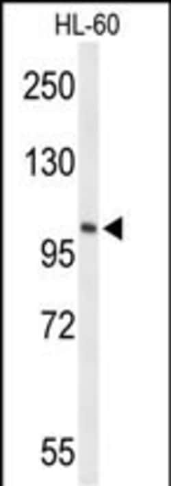 Invitrogen HSL Polyclonal Antibody 400 &mu;L; Unconjugated:Antibodies,
