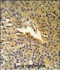 Invitrogen COG2 Polyclonal Antibody 400 &mu;L; Unconjugated:Antibodies,