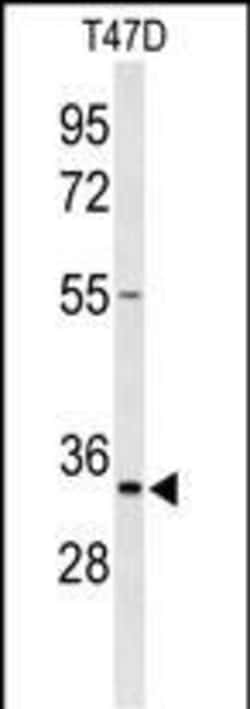 Invitrogen TSPAN33 Polyclonal Antibody 400 &mu;L; Unconjugated:Antibodies,