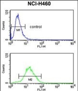 Invitrogen CCNB1IP1 Polyclonal Antibody 400 &mu;L; Unconjugated:Antibodies,