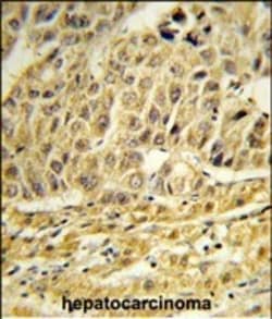 Invitrogen CCNB1IP1 Polyclonal Antibody 400 &mu;L; Unconjugated:Antibodies,