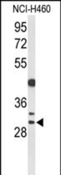 Invitrogen CCNB1IP1 Polyclonal Antibody 400 &mu;L; Unconjugated:Antibodies,