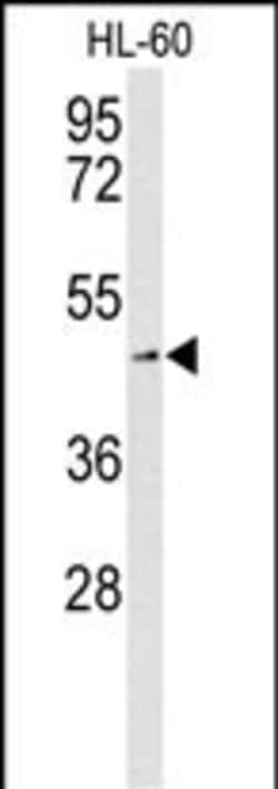 Invitrogen ASCT2 Polyclonal Antibody 400 &mu;L; Unconjugated:Antibodies,