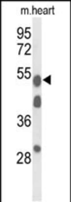 Invitrogen A1BG Polyclonal Antibody 400 &mu;L; Unconjugated:Antibodies,