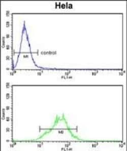 LDHA Polyclonal Antibody:Antibodies, Polyclonal