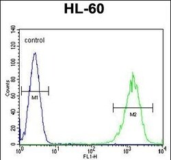 LFNG Polyclonal Antibody:Antibodies, Polyclonal