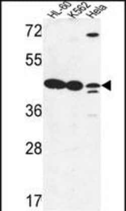 LFNG Polyclonal Antibody:Antibodies, Polyclonal