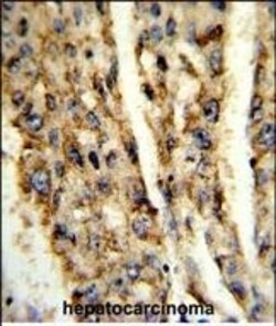 Invitrogen DIO3 Polyclonal Antibody 400 &mu;L; Unconjugated:Antibodies,