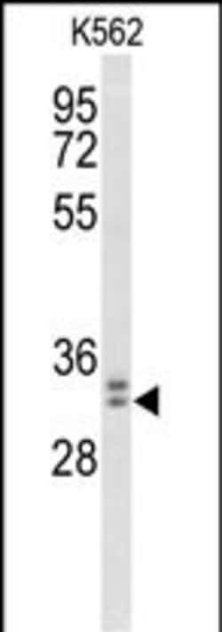 Invitrogen MORG1 Polyclonal Antibody 400 &mu;L; Unconjugated:Antibodies,