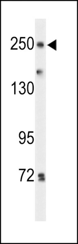 Invitrogen PTPRD Polyclonal Antibody 400 &mu;L; Unconjugated:Antibodies,