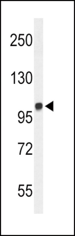 Invitrogen MICAL2 Polyclonal Antibody 400 &mu;L | Buy Online | Invitrogen&trade; | Fisher Scientific