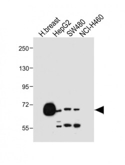 Invitrogen OATP2 Polyclonal Antibody 400 &mu;L; Unconjugated:Antibodies,