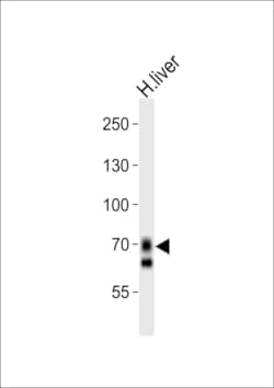 Invitrogen OATP2 Polyclonal Antibody 400 &mu;L; Unconjugated:Antibodies,