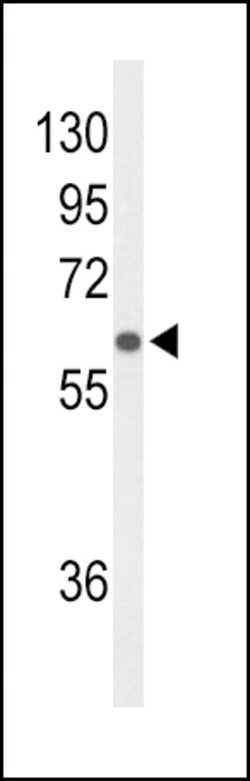Invitrogen OATP2 Polyclonal Antibody 400 &mu;L; Unconjugated:Antibodies,