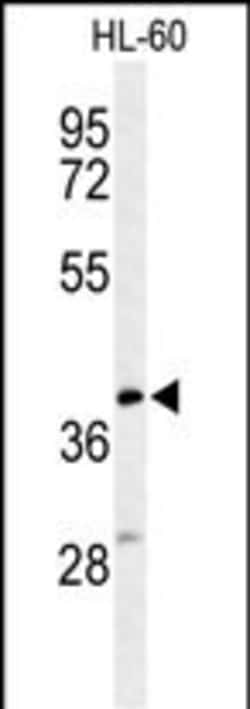 Invitrogen MT-CYB Polyclonal Antibody 400 &mu;L; Unconjugated:Antibodies,
