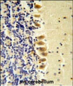 Invitrogen STK40 Polyclonal Antibody 400 &mu;L; Unconjugated:Antibodies,