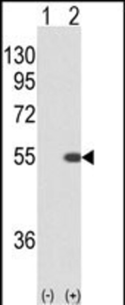 Invitrogen STK40 Polyclonal Antibody 400 &mu;L; Unconjugated:Antibodies,