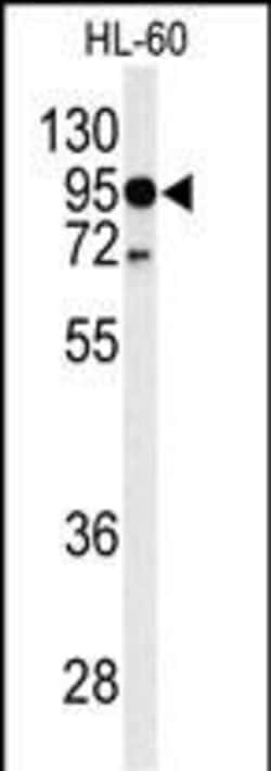 Invitrogen TLR4 Polyclonal Antibody 400 &mu;L; Unconjugated:Antibodies,