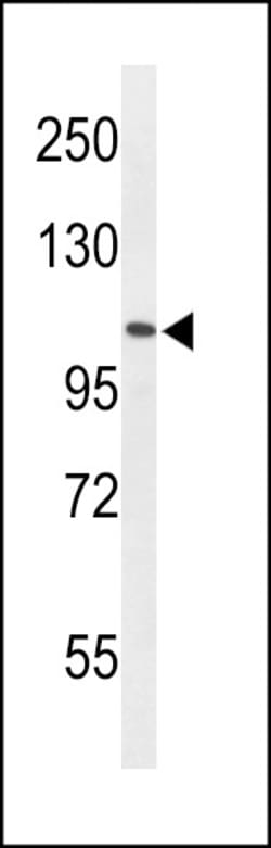 Invitrogen AFF4 Polyclonal Antibody 400 &mu;L; Unconjugated:Antibodies,